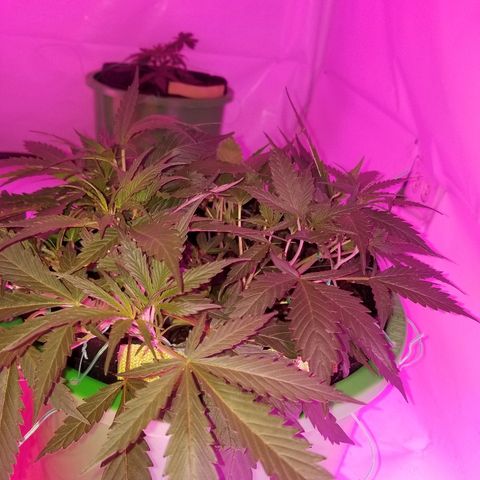 Kracken #2 growlog timeline photo