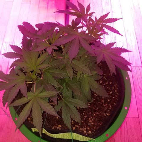 Bubblegum breath  #1 growlog timeline photo