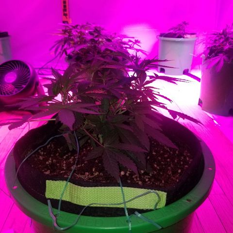 Bubblegum breath  #1 growlog timeline photo