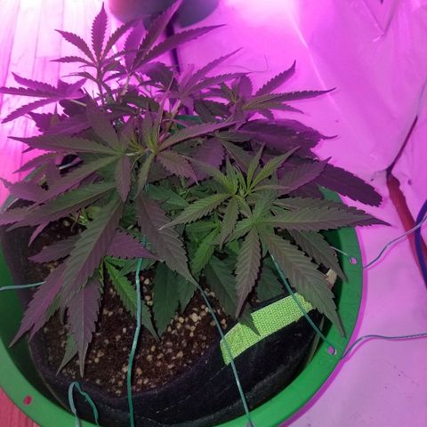 Bubblegum breath  #2 growlog timeline photo