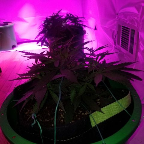 Bubblegum breath  #2 growlog timeline photo