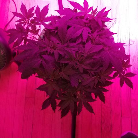 Kracken #1 growlog timeline photo