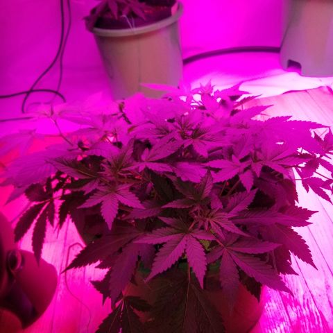 Kracken #1 growlog timeline photo