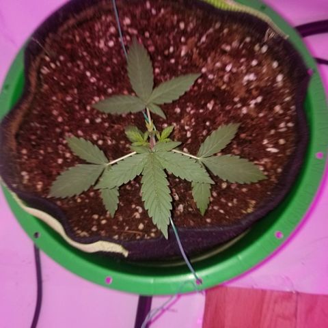 Bam Bam #1 growlog timeline photo