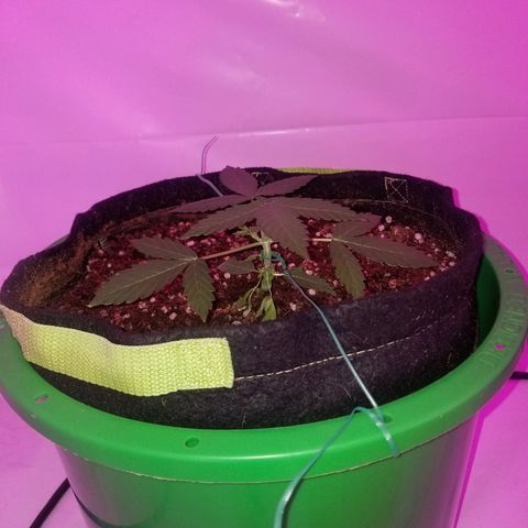 Bam Bam #1 growlog timeline photo