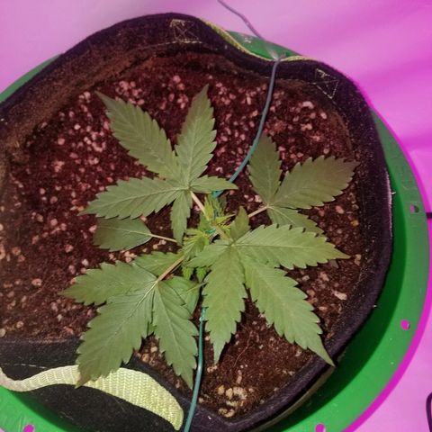 Bam Bam #2 growlog timeline photo