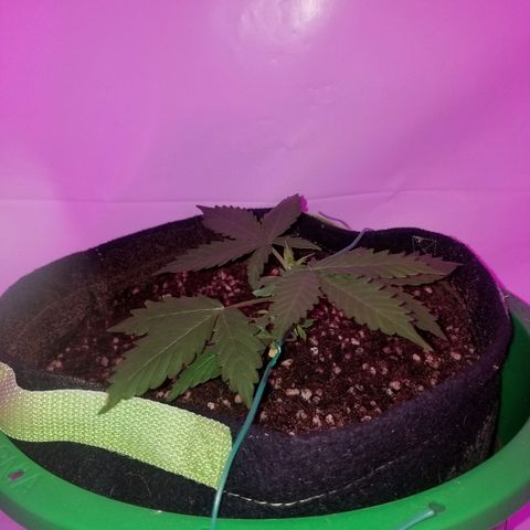 Bam Bam #2 growlog timeline photo