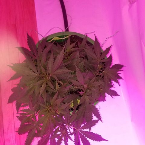 Kracken #2 growlog timeline photo
