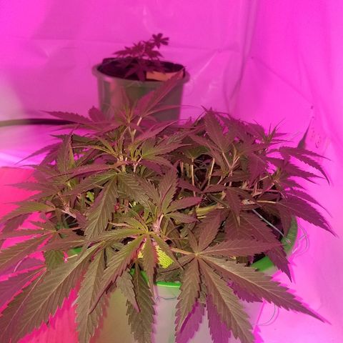 Kracken #2 growlog timeline photo