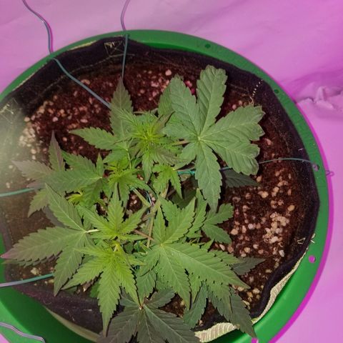 Do Si Dos Auto growlog timeline photo