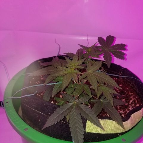 Do Si Dos Auto growlog timeline photo