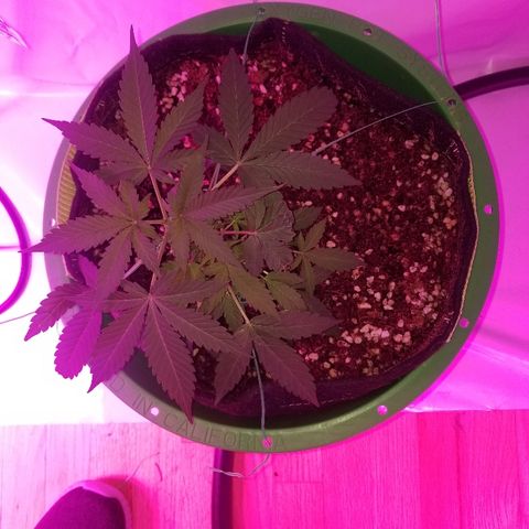 G14 #1 growlog timeline photo