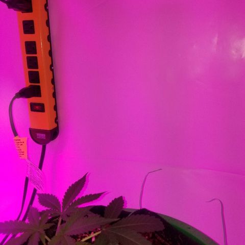 G14 #1 growlog timeline photo