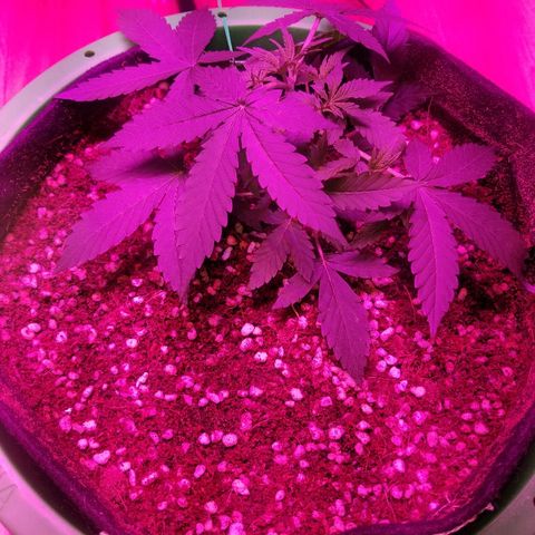 Bam Bam #3 growlog timeline photo