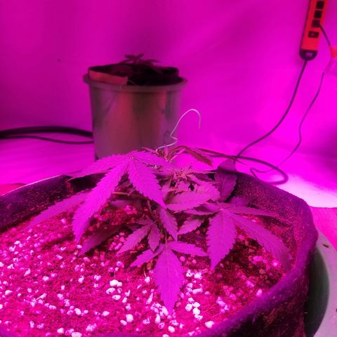 Bam Bam #3 growlog timeline photo
