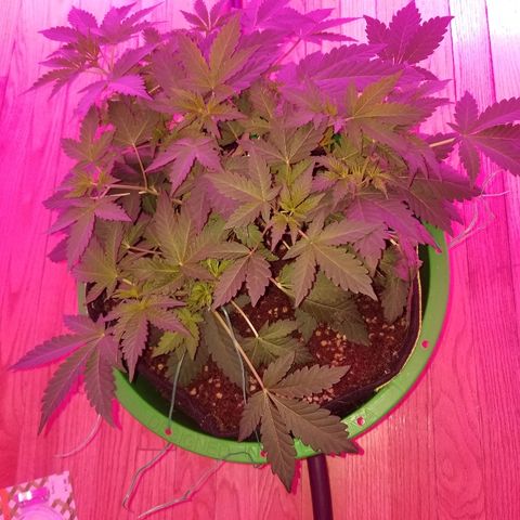 Bitchen Camaro  growlog timeline photo
