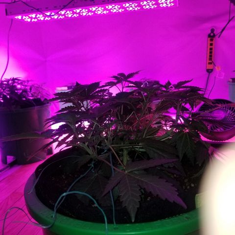 Bitchen Camaro  growlog timeline photo