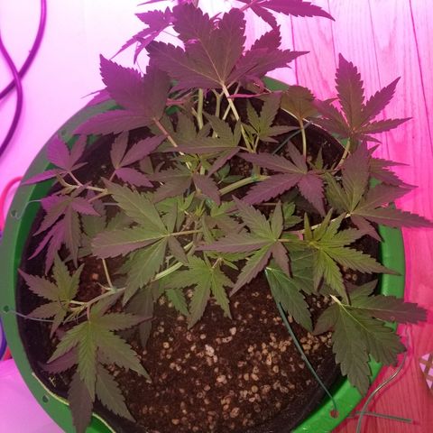 White widow  #1 growlog timeline photo