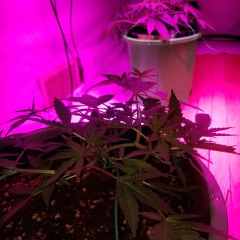 White widow  #1 growlog timeline photo