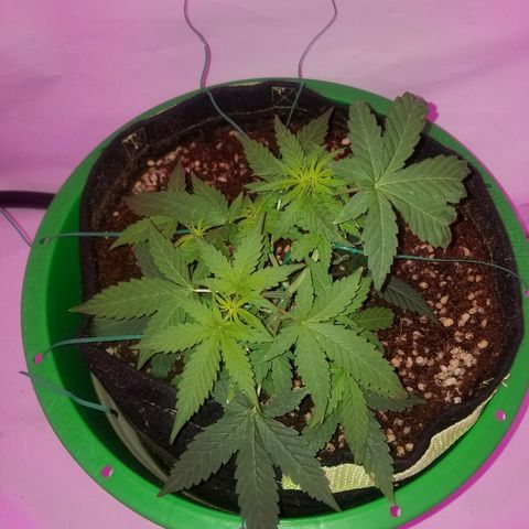 Do Si Dos Auto growlog timeline photo