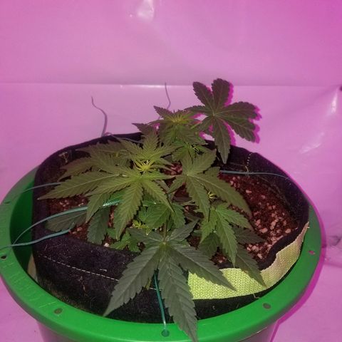 Do Si Dos Auto growlog timeline photo