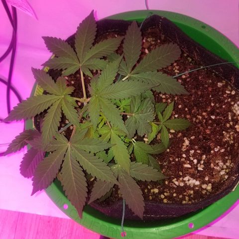 G14 #1 growlog timeline photo