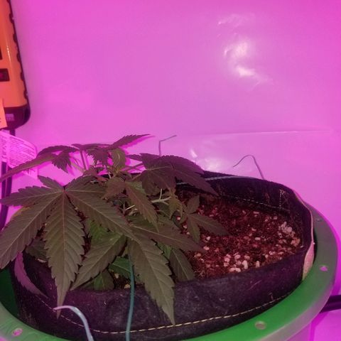 G14 #1 growlog timeline photo