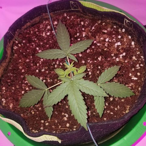 Bam Bam #1 growlog timeline photo