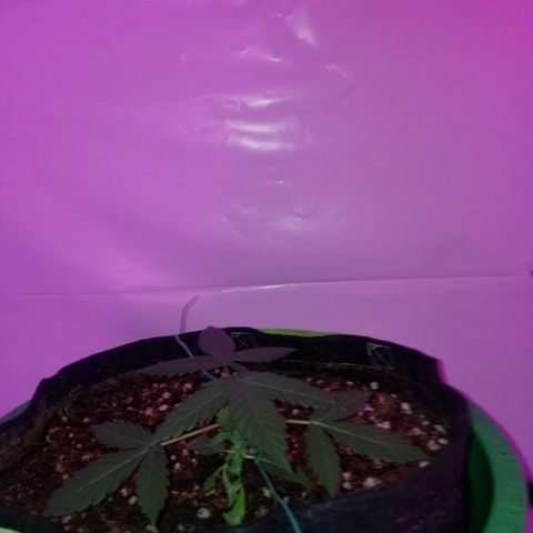 Bam Bam #1 growlog timeline photo