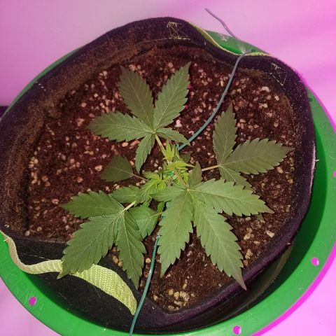 Bam Bam #2 growlog timeline photo