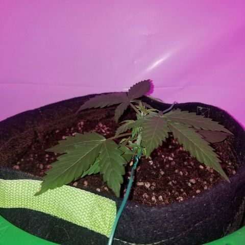 Bam Bam #2 growlog timeline photo
