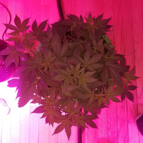 Kracken #1 growlog timeline photo