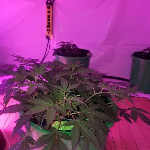 Kracken #1 growlog timeline photo