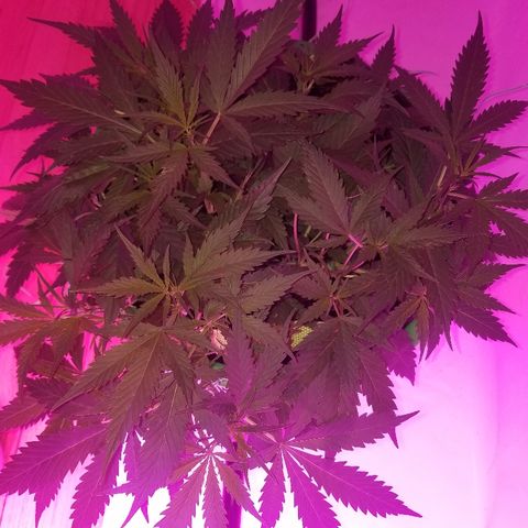 Kracken #2 growlog timeline photo