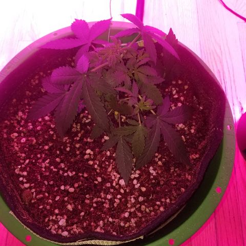 Bam Bam #3 growlog timeline photo