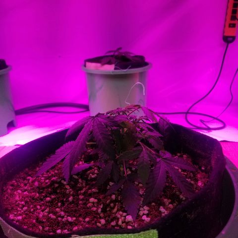 Bam Bam #3 growlog timeline photo