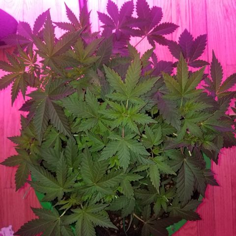 Bitchen Camaro  growlog timeline photo