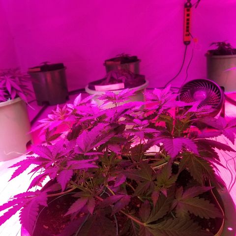 Bitchen Camaro  growlog timeline photo