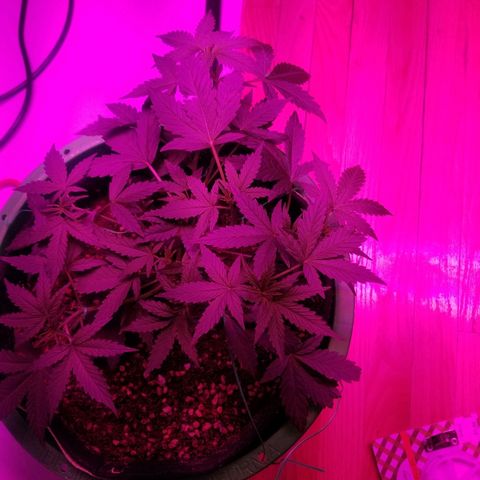 White widow  #1 growlog timeline photo