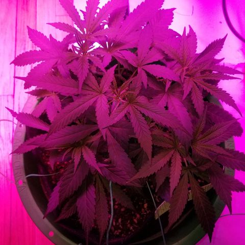 Bubblegum breath  #2 growlog timeline photo