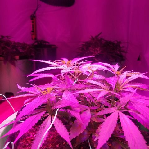 Bubblegum breath  #2 growlog timeline photo
