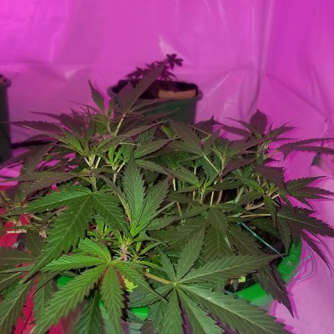 Kracken #2 growlog timeline photo