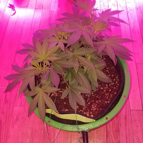 Bubblegum breath  #1 growlog timeline photo