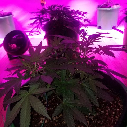 Bubblegum breath  #1 growlog timeline photo