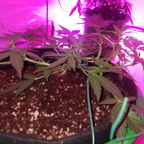 White widow  #1 growlog timeline photo