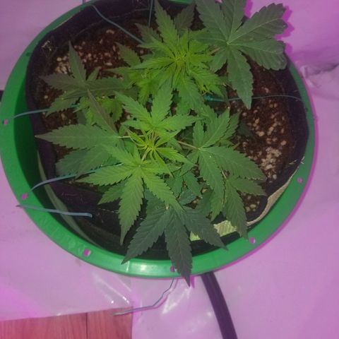Do Si Dos Auto growlog timeline photo