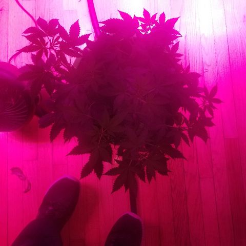Kracken #1 growlog timeline photo