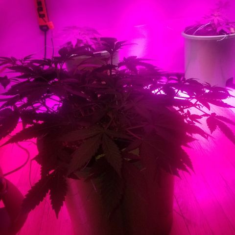 Kracken #1 growlog timeline photo