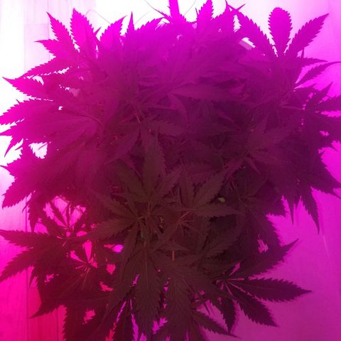 Kracken #2 growlog timeline photo