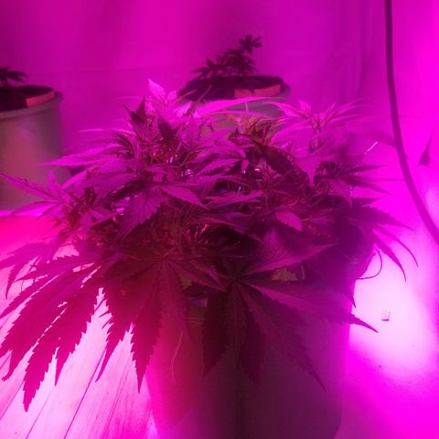 Kracken #2 growlog timeline photo